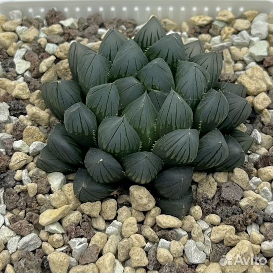 Haworthia cooperi