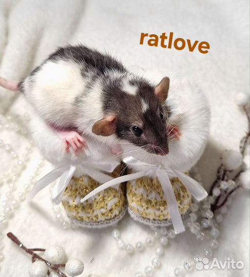 Крысята дамбо редкая девчонка