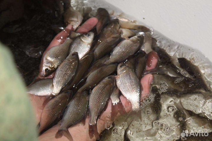 Карасик на живца