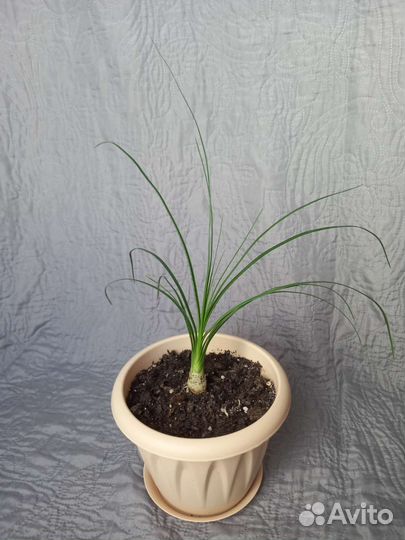 Бокарнея нолина