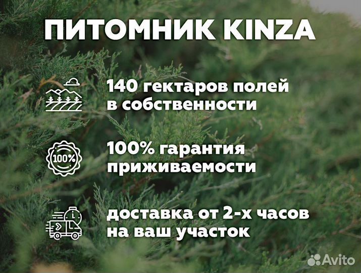 Туя 180 см