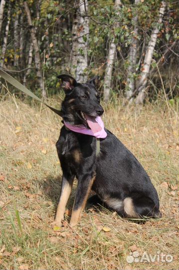 Собака в добрые руки отдам бесплатно