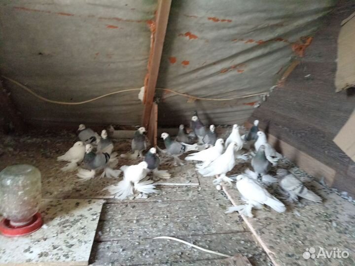Продаю голубей