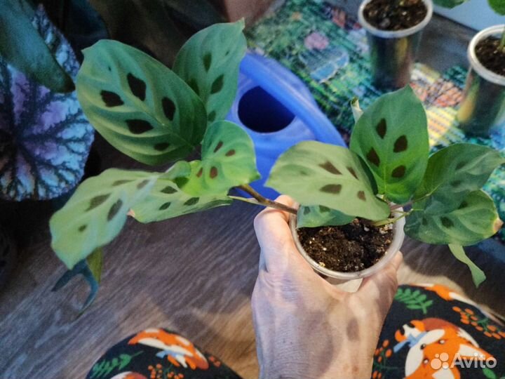 Маранта домашняя, не Голландия, укорененная