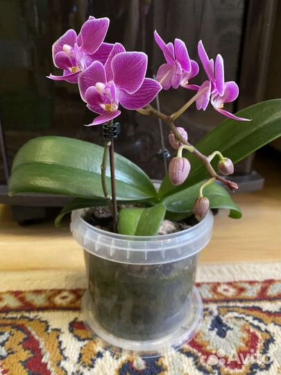 Орхидея фаленопсис мини