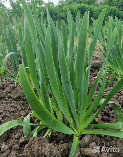 Лук -слизун (саженцы)