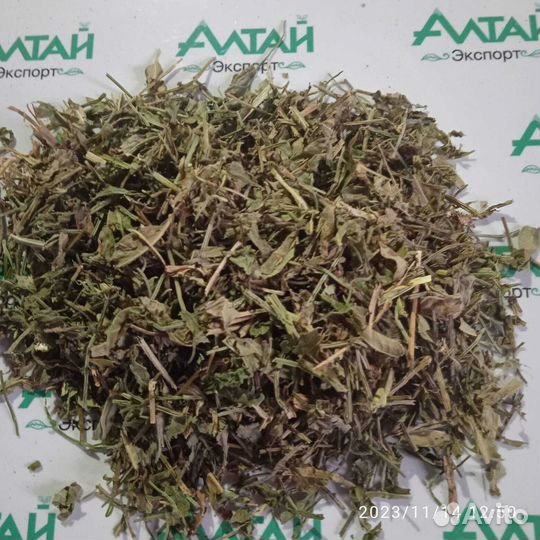 Горец почечуйный