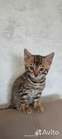 Бенгальские котята