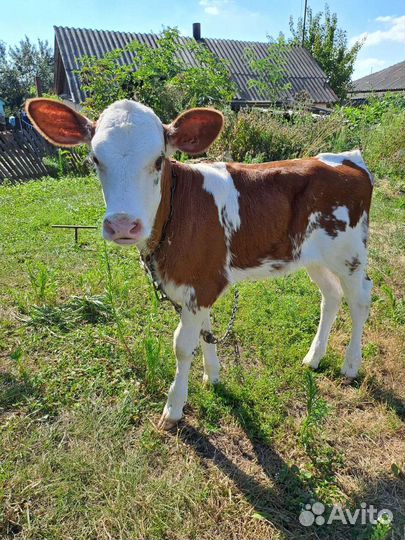 Молодой телёнок, телочка