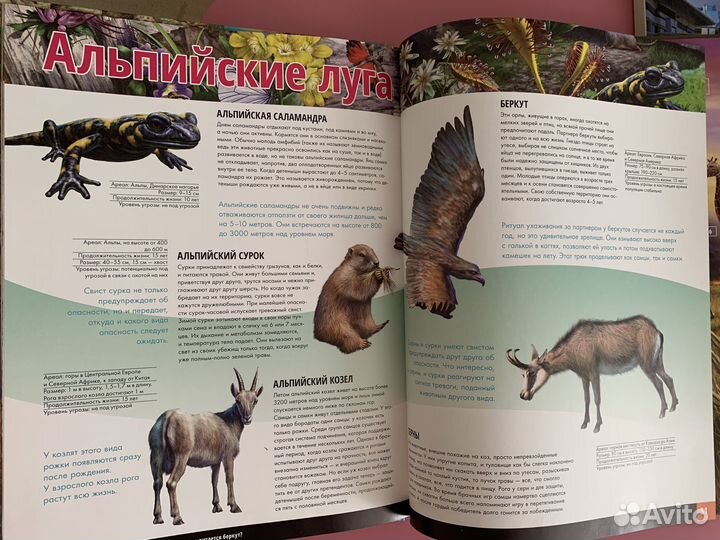 Энциклопедия жизнь животных