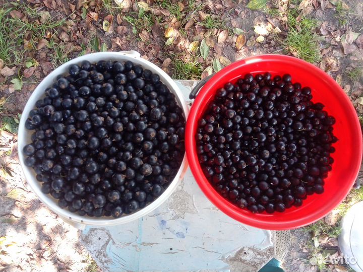 Смородина черная ягода