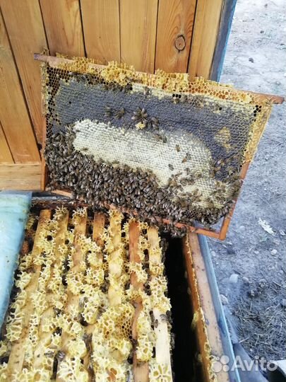 Продаю семью с медом можно с ульем