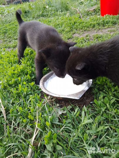 Щенки в дар