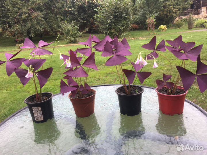 Комнатный цветок Кислица треугольная