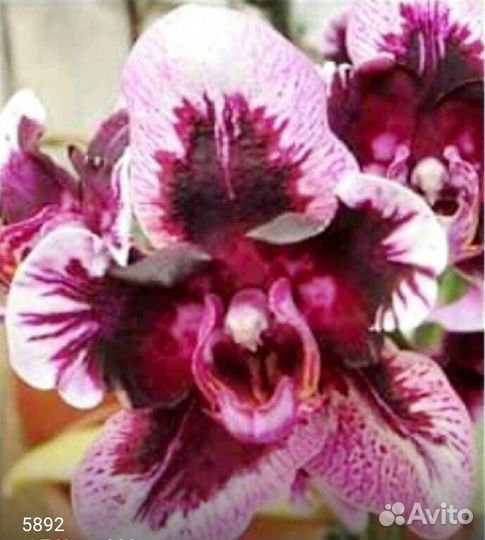 Орхидея Бабочка разные Green World Snakeskin