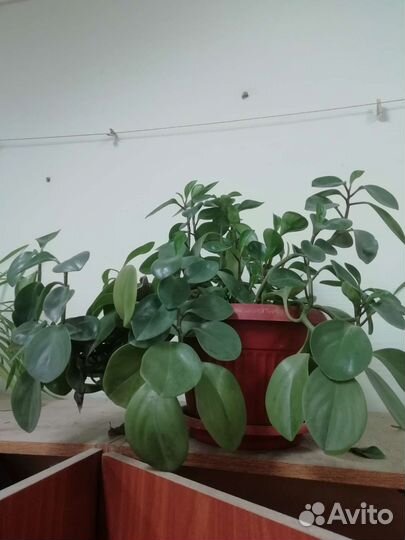 Комнатные цветы