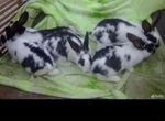 Кролики разных пород месец по 400