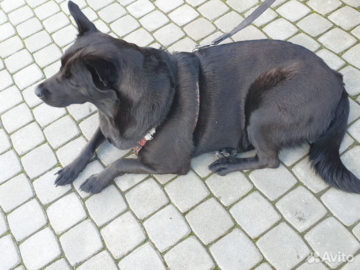 Метис овчарки