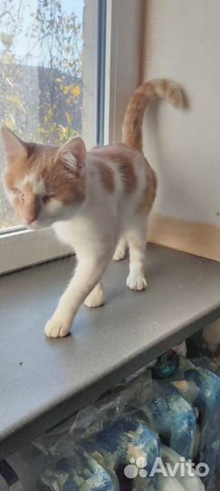 Ищет дом особенный котик Абрикос