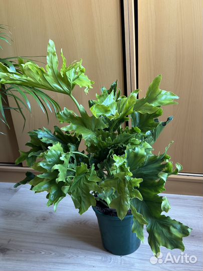 Филодендрон село