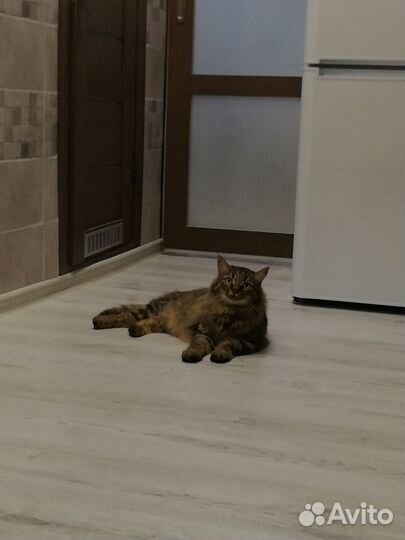 Передержка домашних животных, зооняня