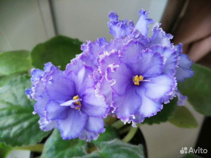 Набор деток фиалок