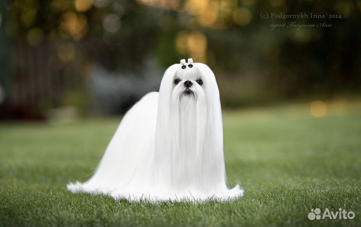 Кукольные мини мльтезе