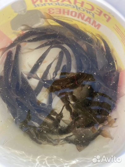 Живец плотва