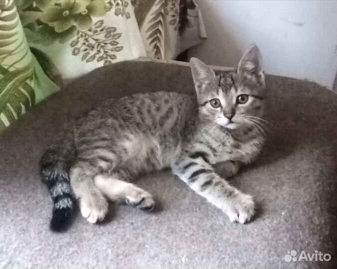 Котята в добрые руки 3 мес