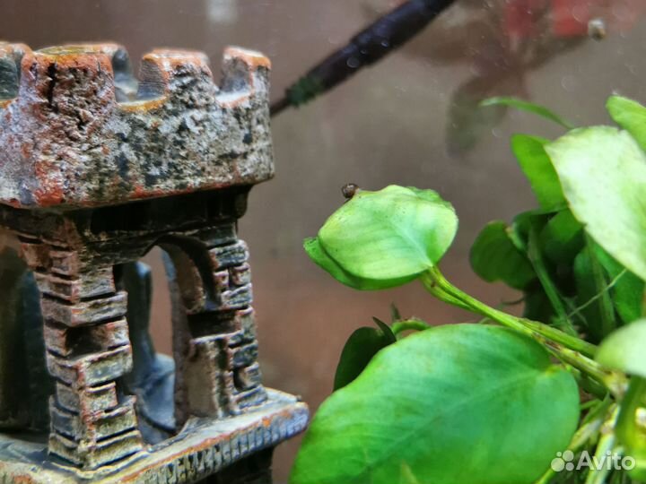 Улитки для аквариума