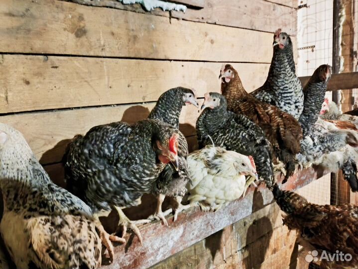 Куры молодки