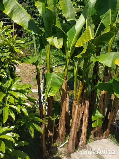 Банановая пальма