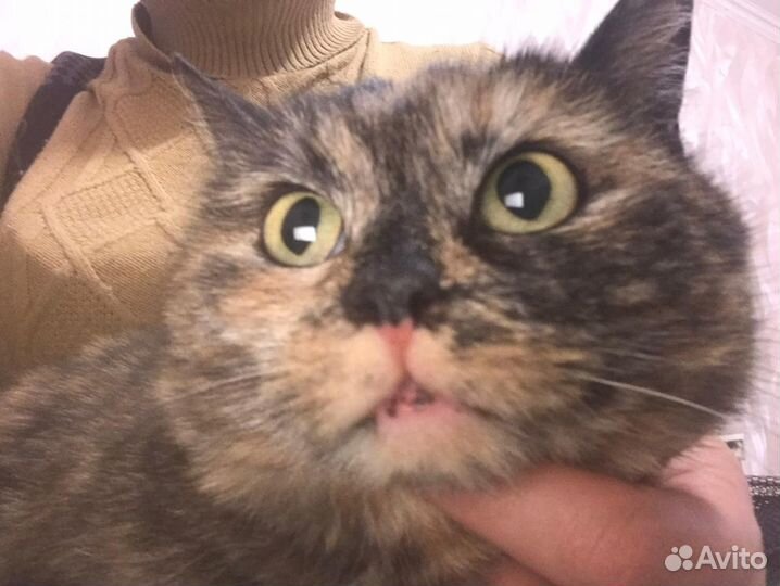 Зеленоглазая красавица Фрося,метиска,2,5года,в дар