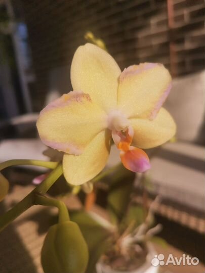 Орхидея Sunshine