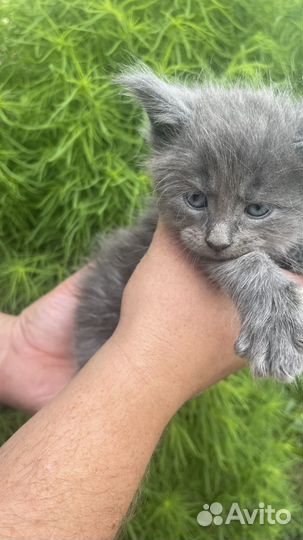 Котята мейн-кун