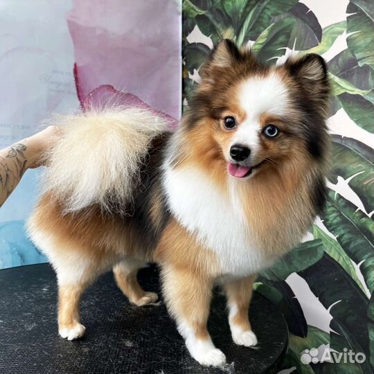 Стрижка собак и кошек. Грумер