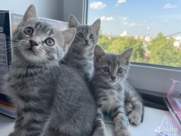 Шотландские котята