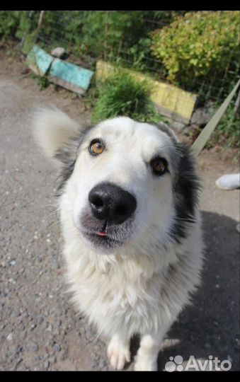 Классный пес Шмель в добрые руки