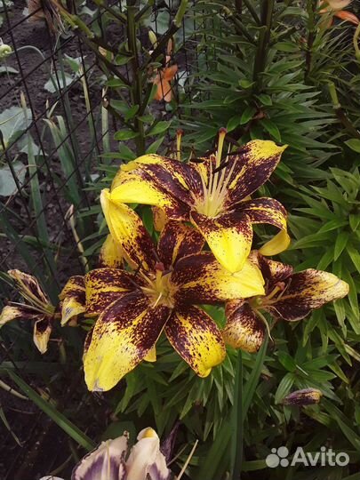 Лилейники и лилии