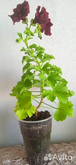 Королевская пеларгония