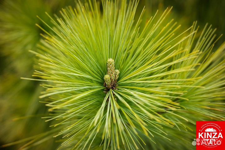 Сосна обыкновенная всех размеров