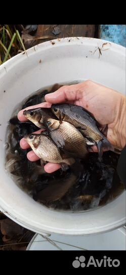 Живец карась