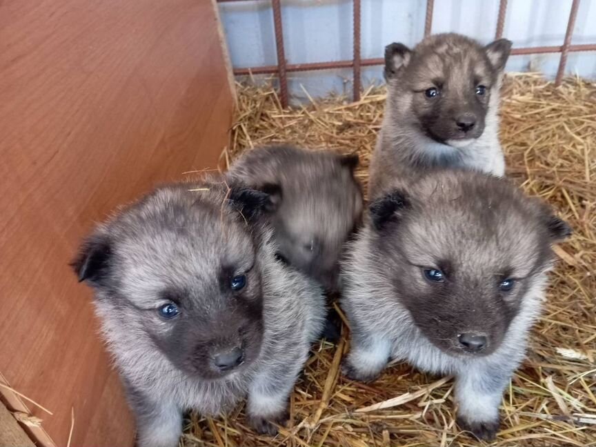 Щенки Норвежский Элкхунд