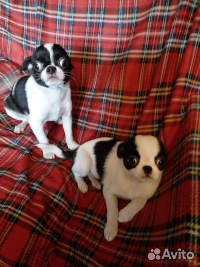 Чихуахуа щенки москва