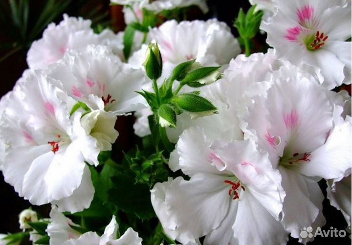 Королевская пеларгония, дипладения, лантана