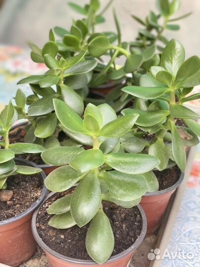 Денежное дерево