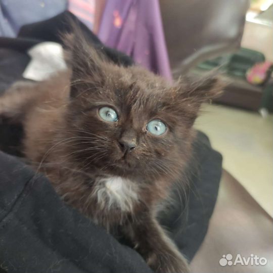 Найден котенок