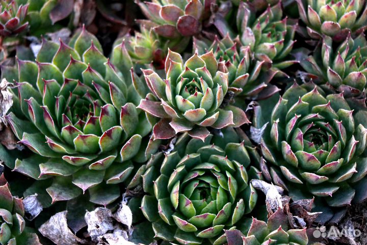 Каменная роза /суккулент/молодило