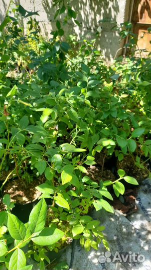 Годжи, Голубика, Черника, Клюква, Брусника