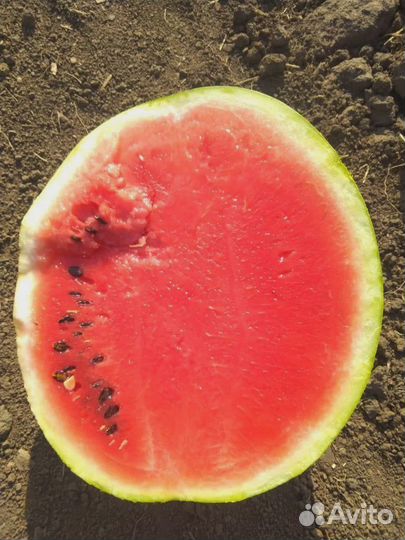 Арбузы оптом